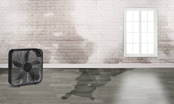 Best Professional water damage repair  in Greenwood, PA